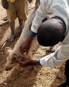 A student is giving a pig a shot behind its ear.
