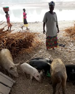 A woman watches a couple of pigs eating their food. Two girls are walking in the background along a body of water.