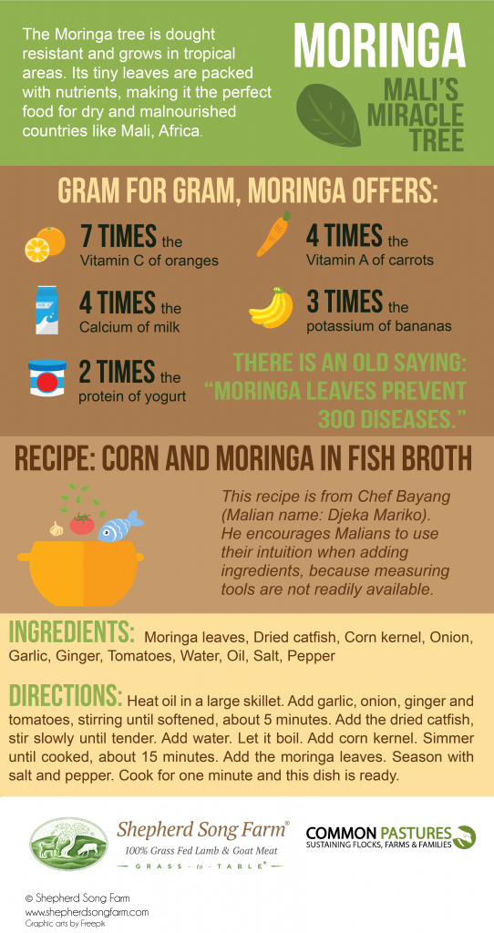 Moringa benefits infographic