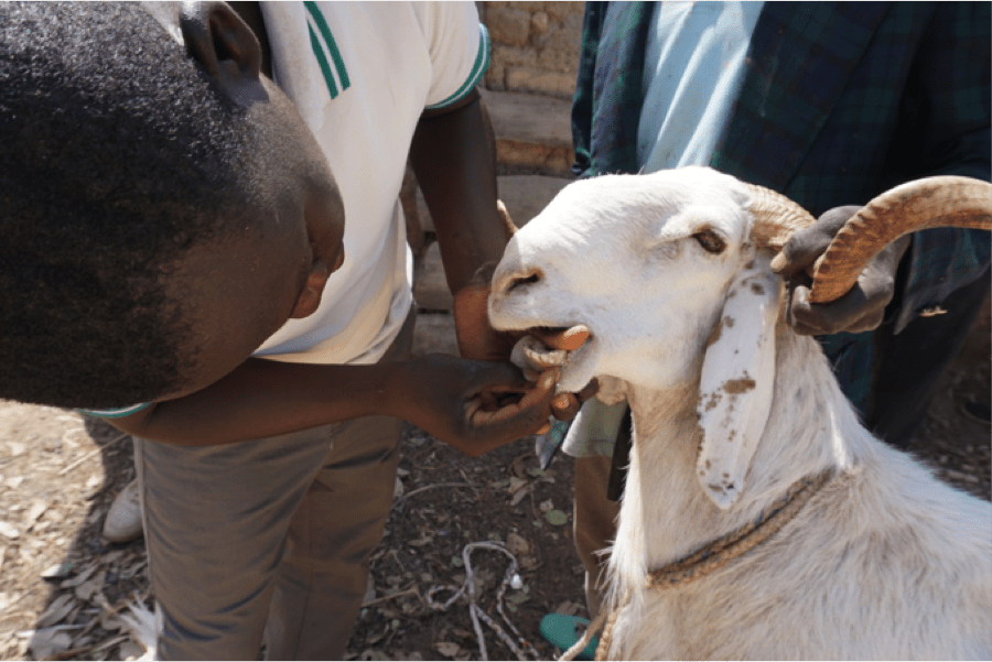 goat tooth exam