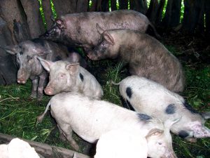 A group of local breed pigs in a shelter made of logs and green material.