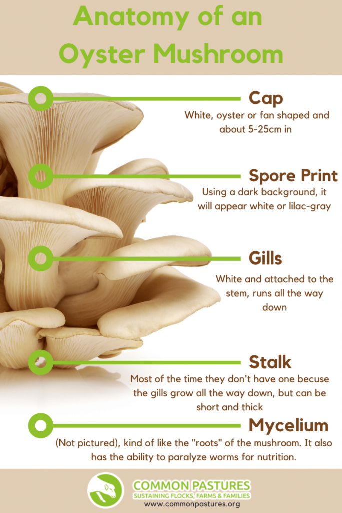 Let's Talk About Oyster Mushrooms! - Common Pastures