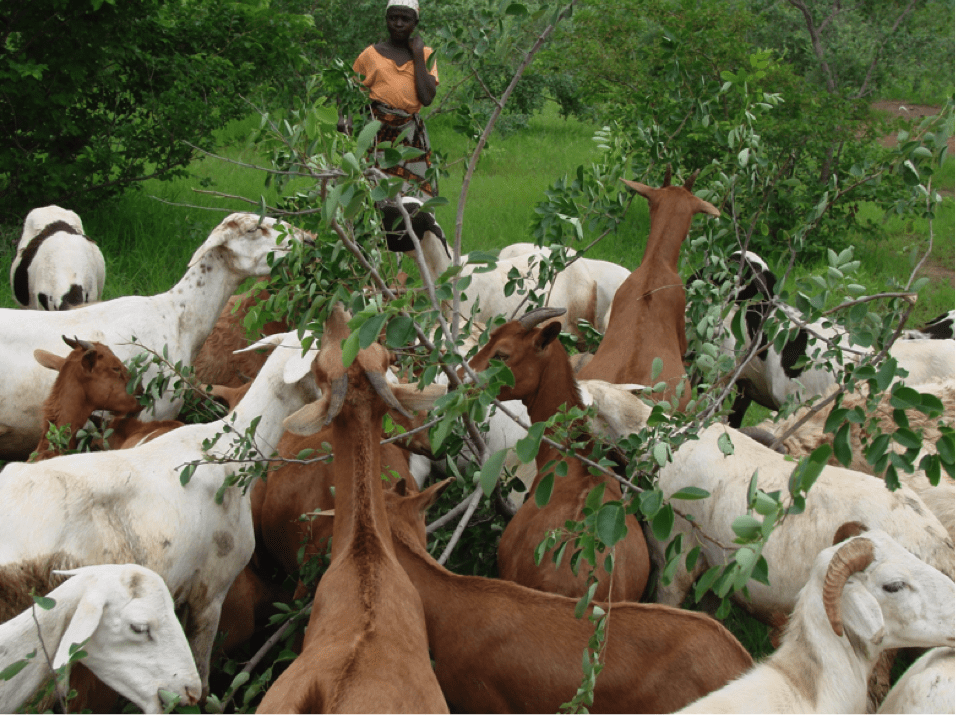 livestock eats the leaves off a tree demonstrating the flexibility of trees and minimizing climate change