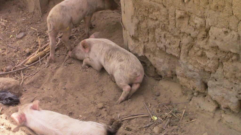 piglets laying in the dirt 