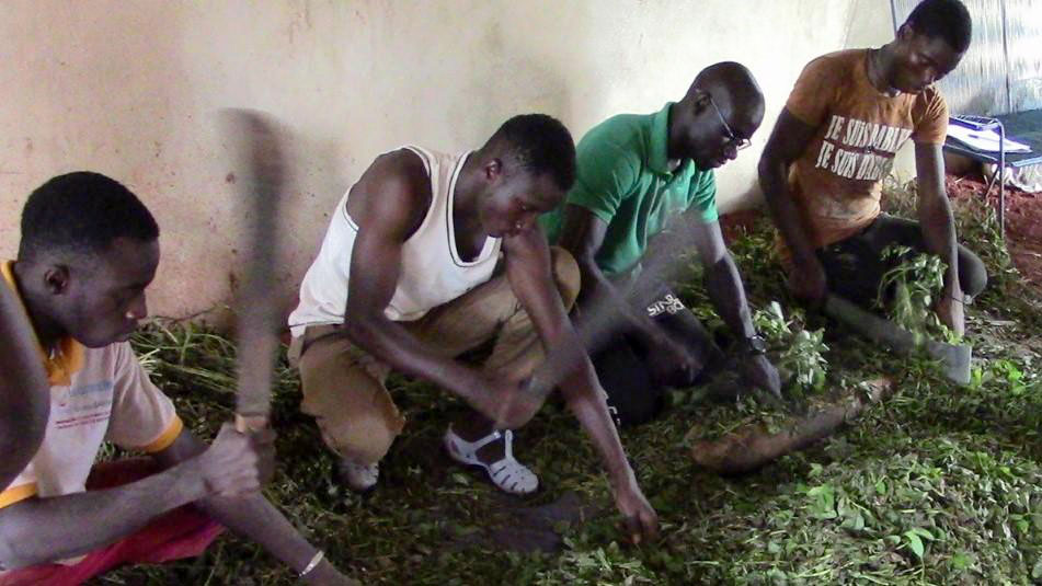four youth are chopping green material in the shade of a building