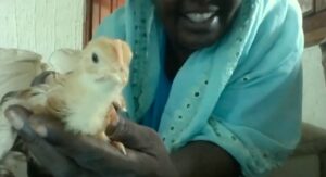a woman showing a chicken that is part of her poultry production