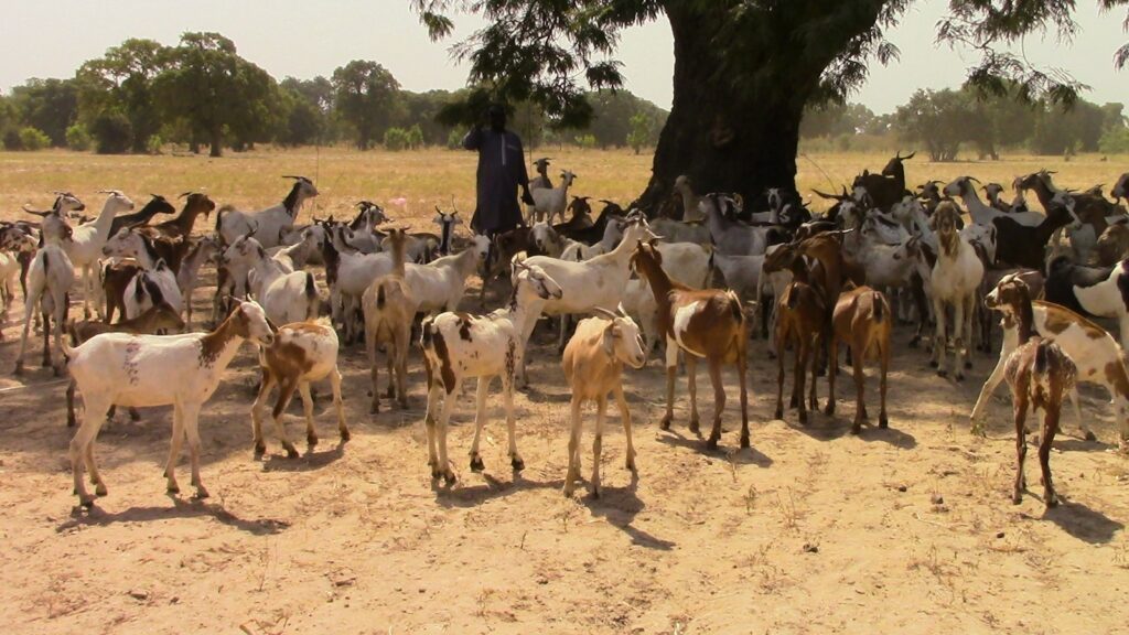 goat farming in progress at amadou's farm with a large group goats in the shade of a tree