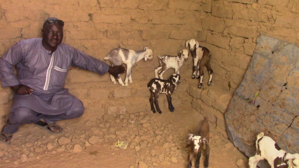 goat farming starts with a well bred goat and amadou sits with his improved kids