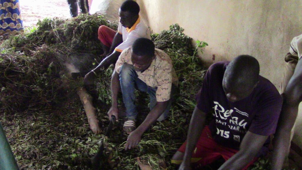 three youth are cutting the material for silage